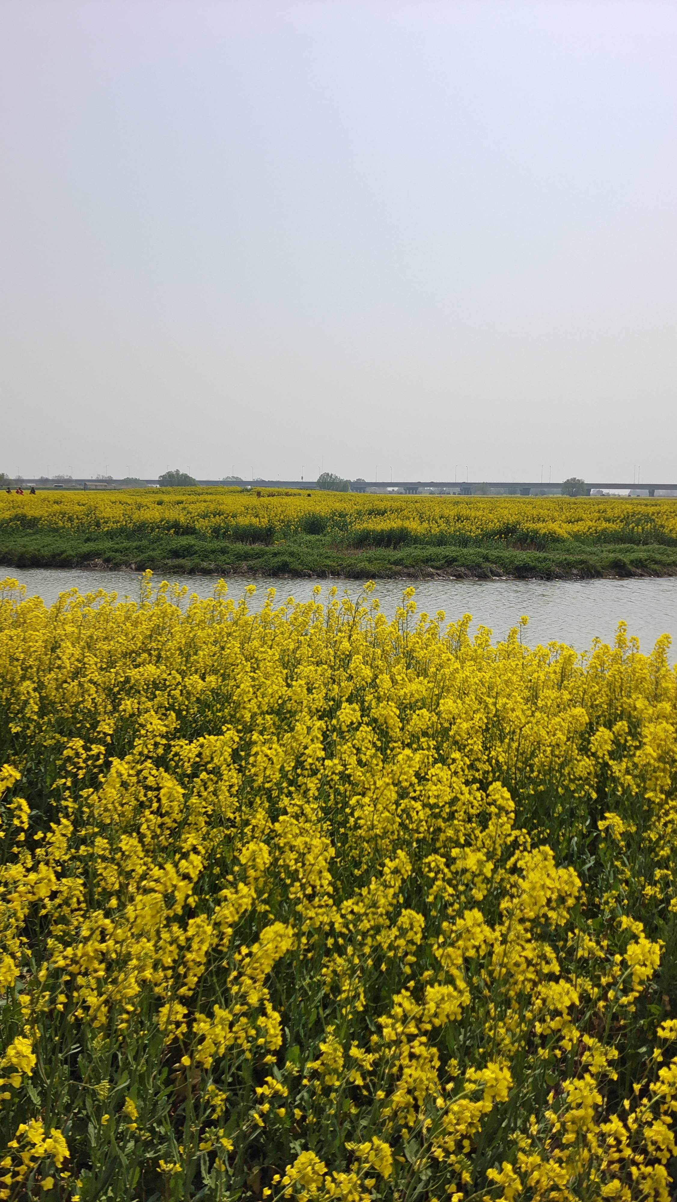 高邮湖上花海