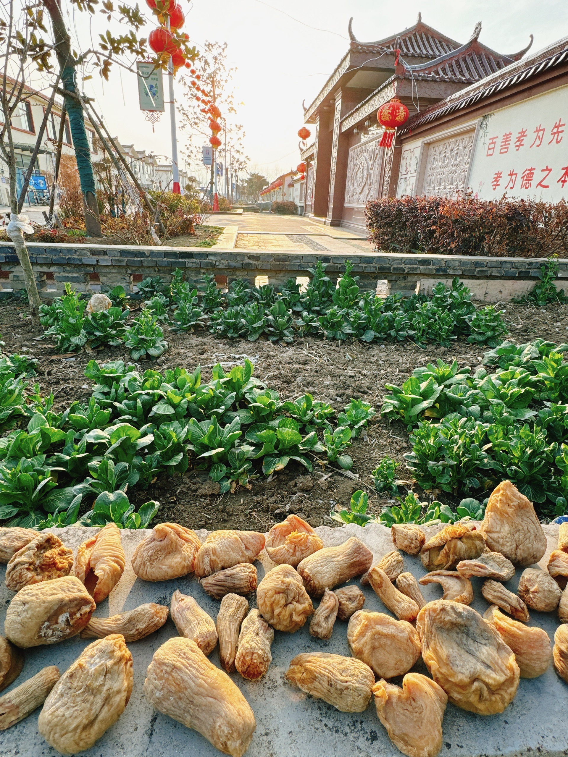 宿迁市光明村图片