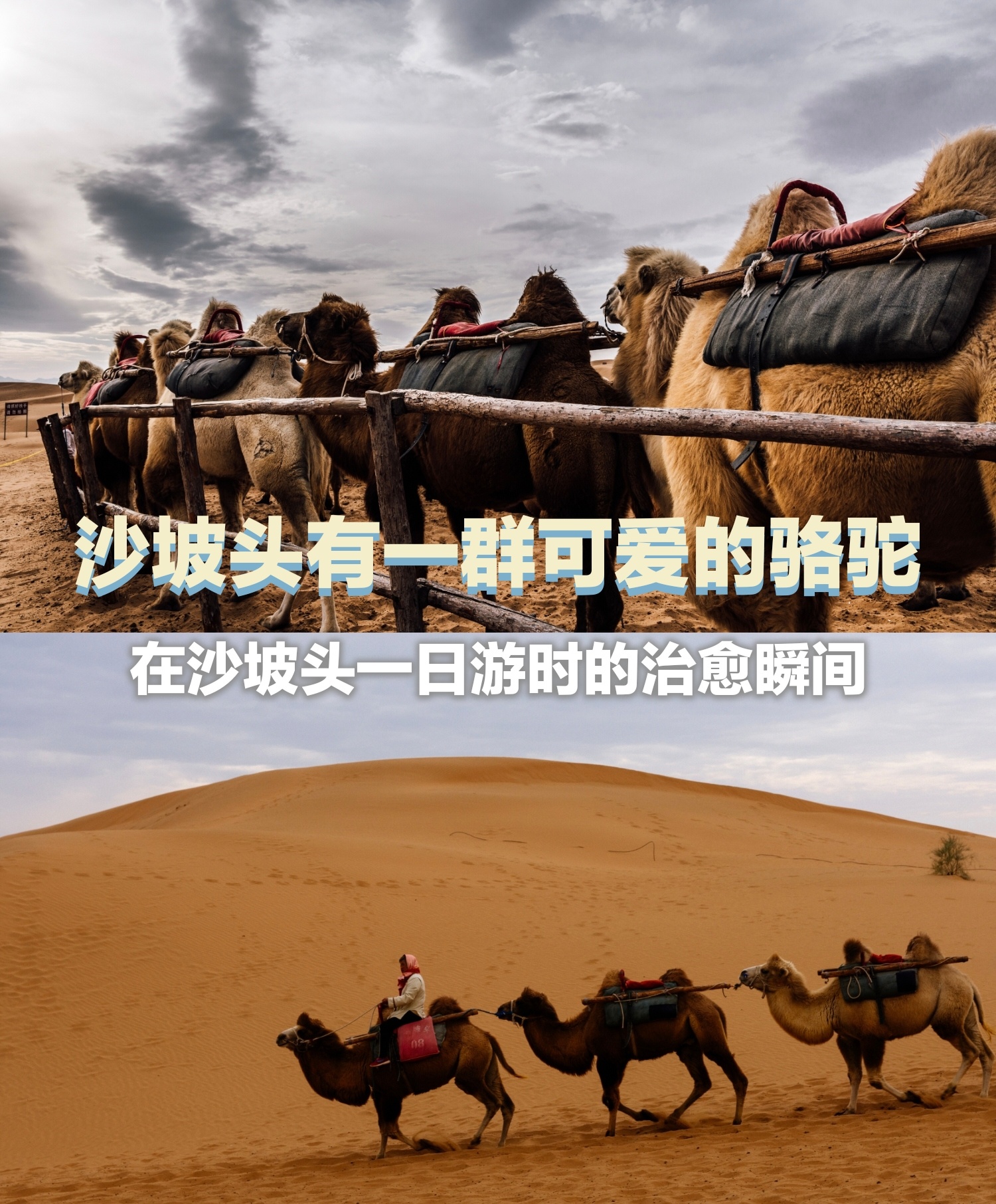 沙坡头一日游遇到一群骆驼,可爱得让人觉得治愈.