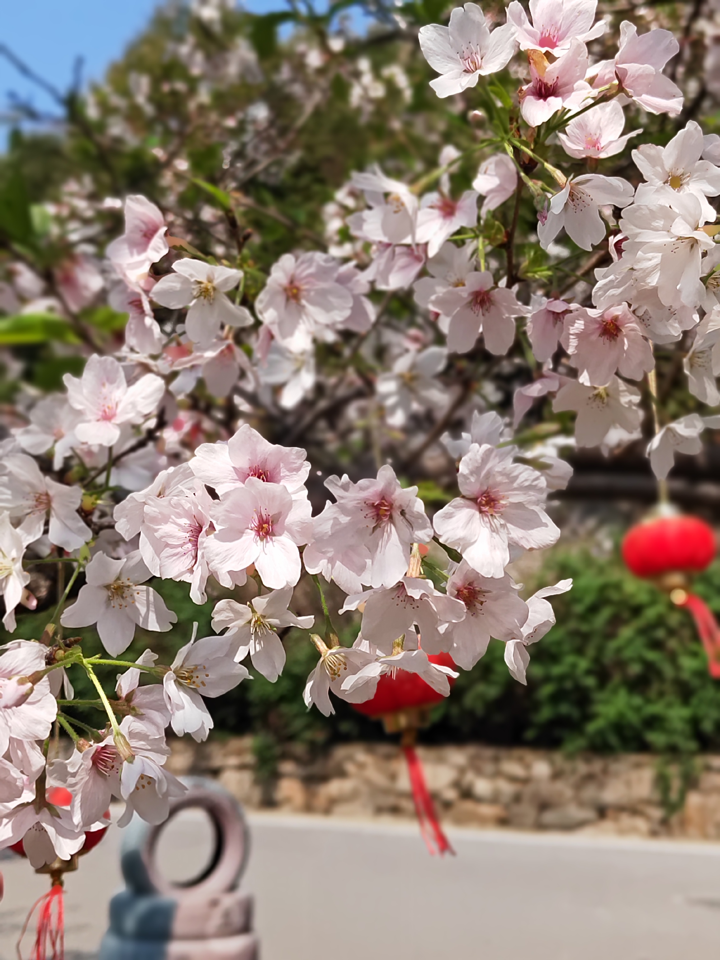 浔龙河樱花谷樱花节图片