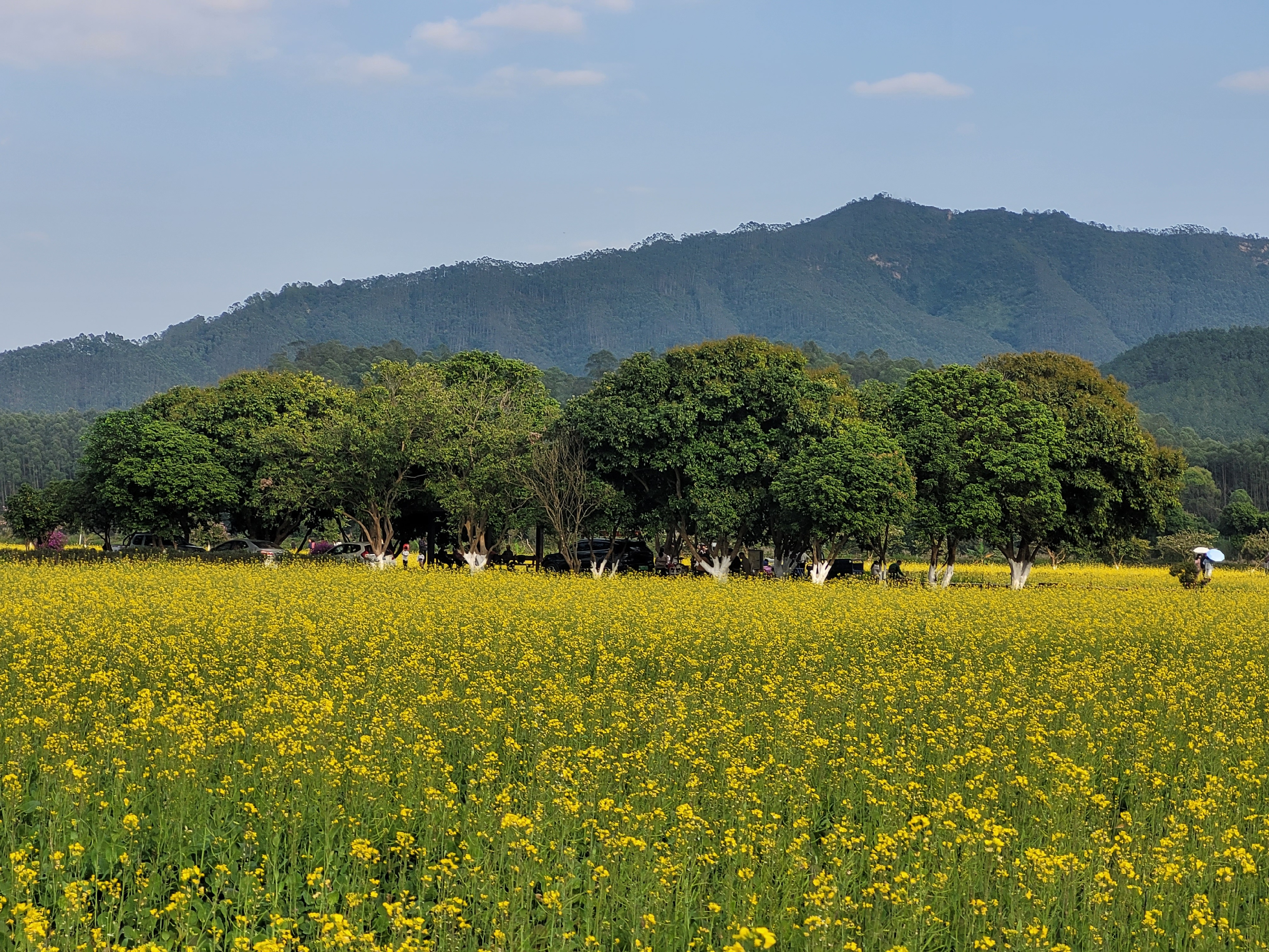 开平大沙大塘面油菜花图片