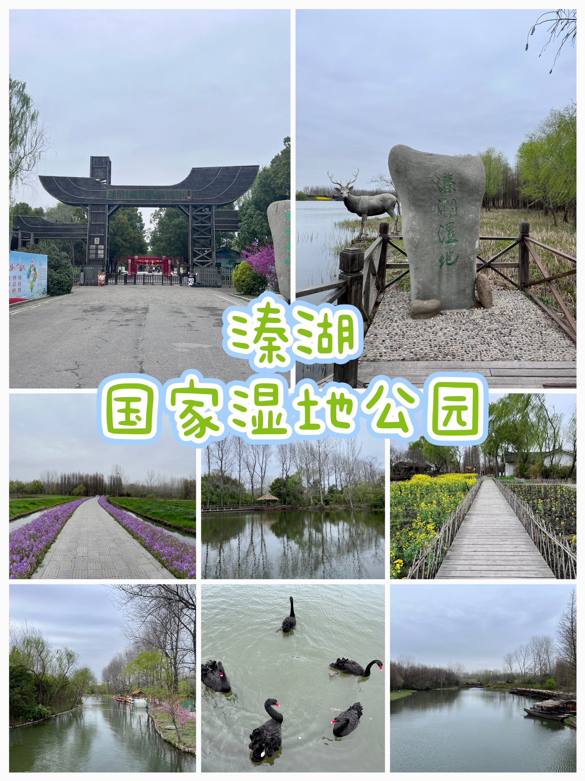 溱湖国家湿地公园之春色