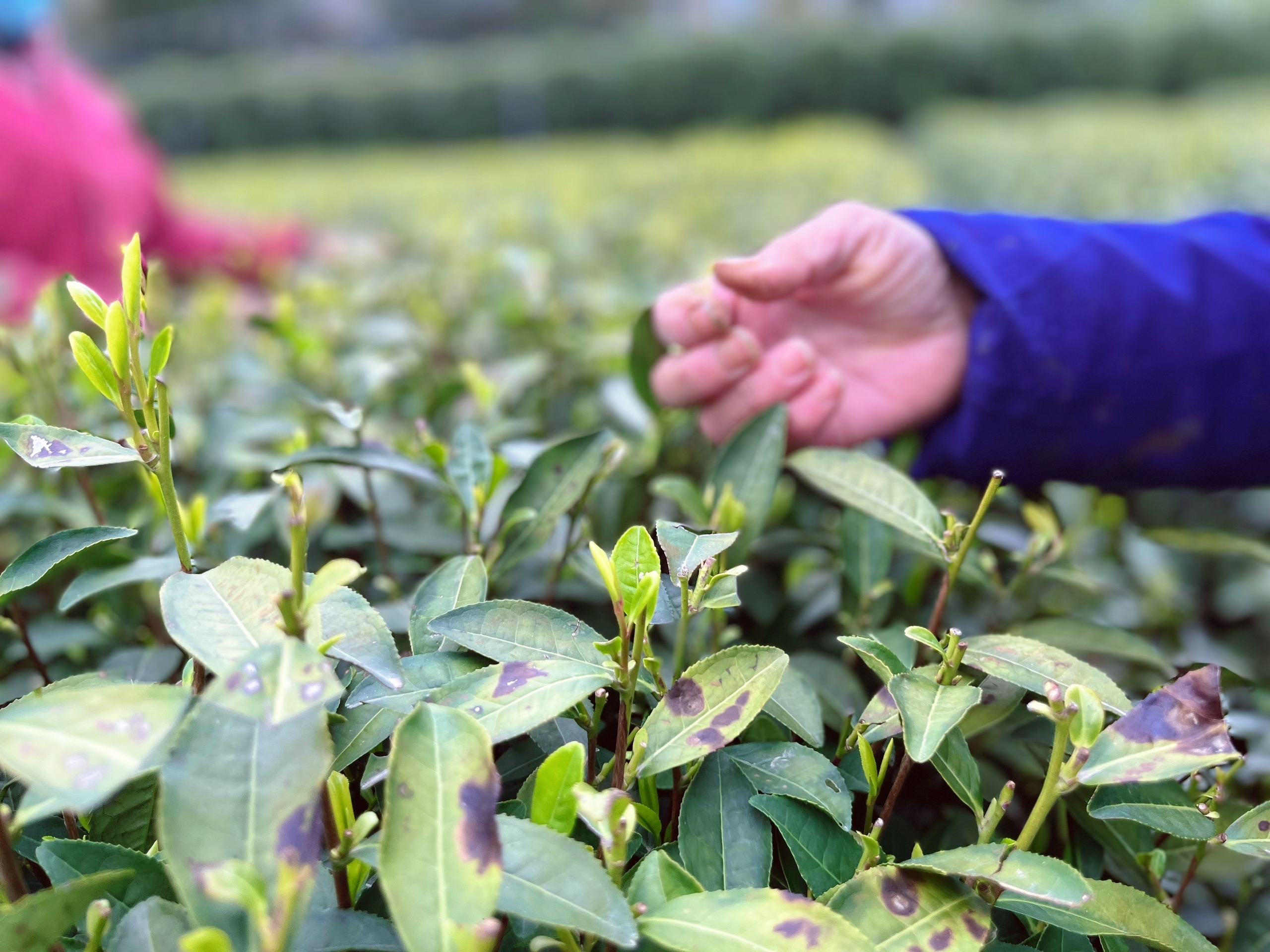 茶里茶外