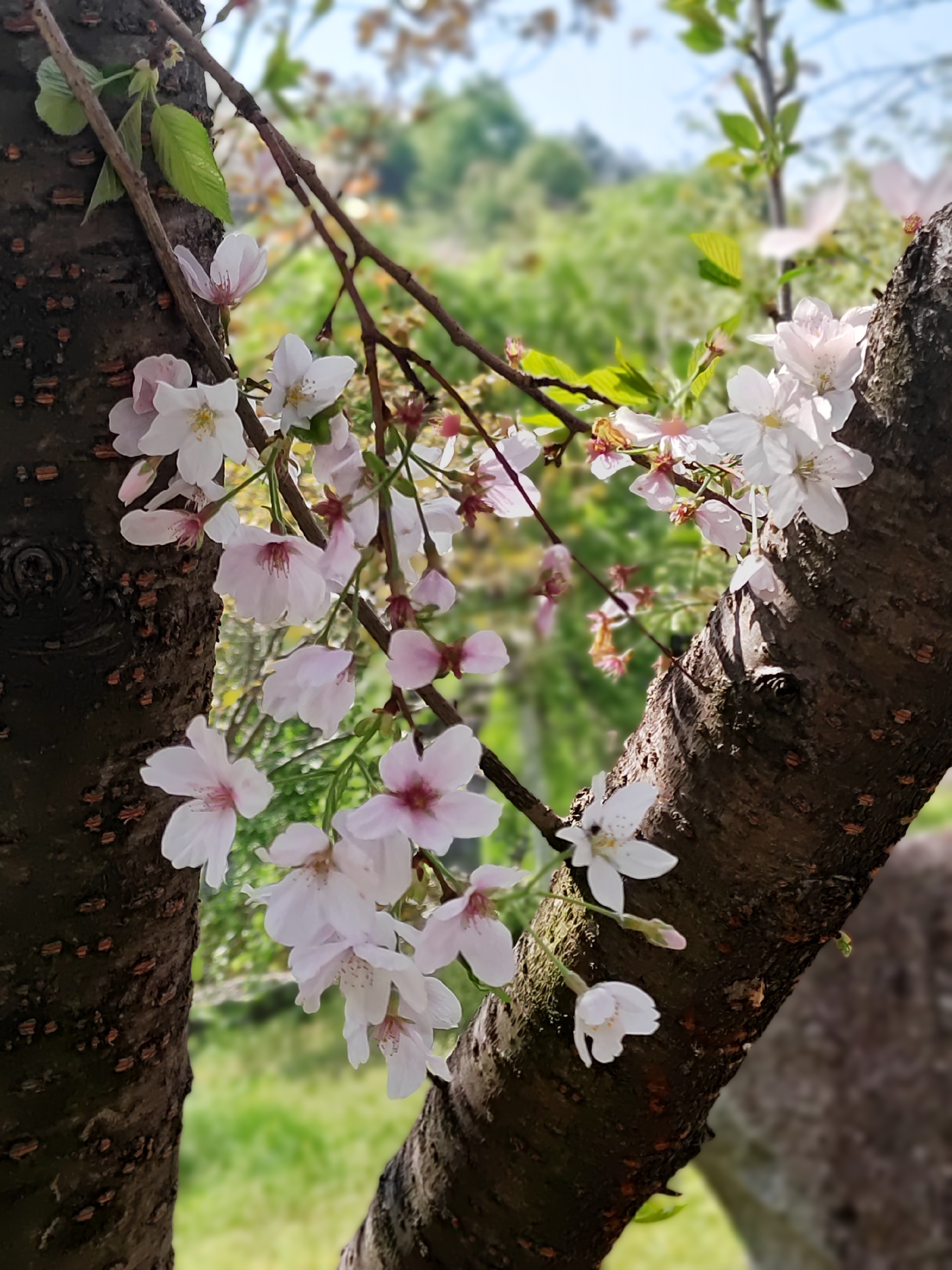 浔龙河樱花谷樱花节图片