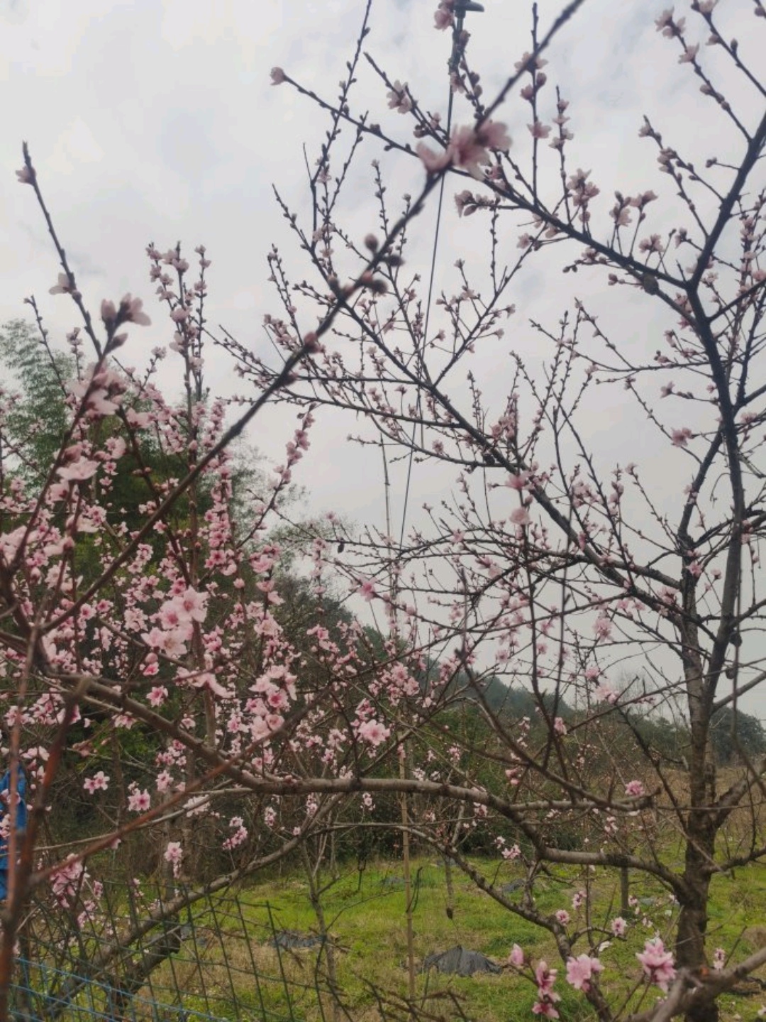 今天到虎峰山赏桃花,虎峰山生态旅游区位于沙坪坝区曾家镇虎峰山村