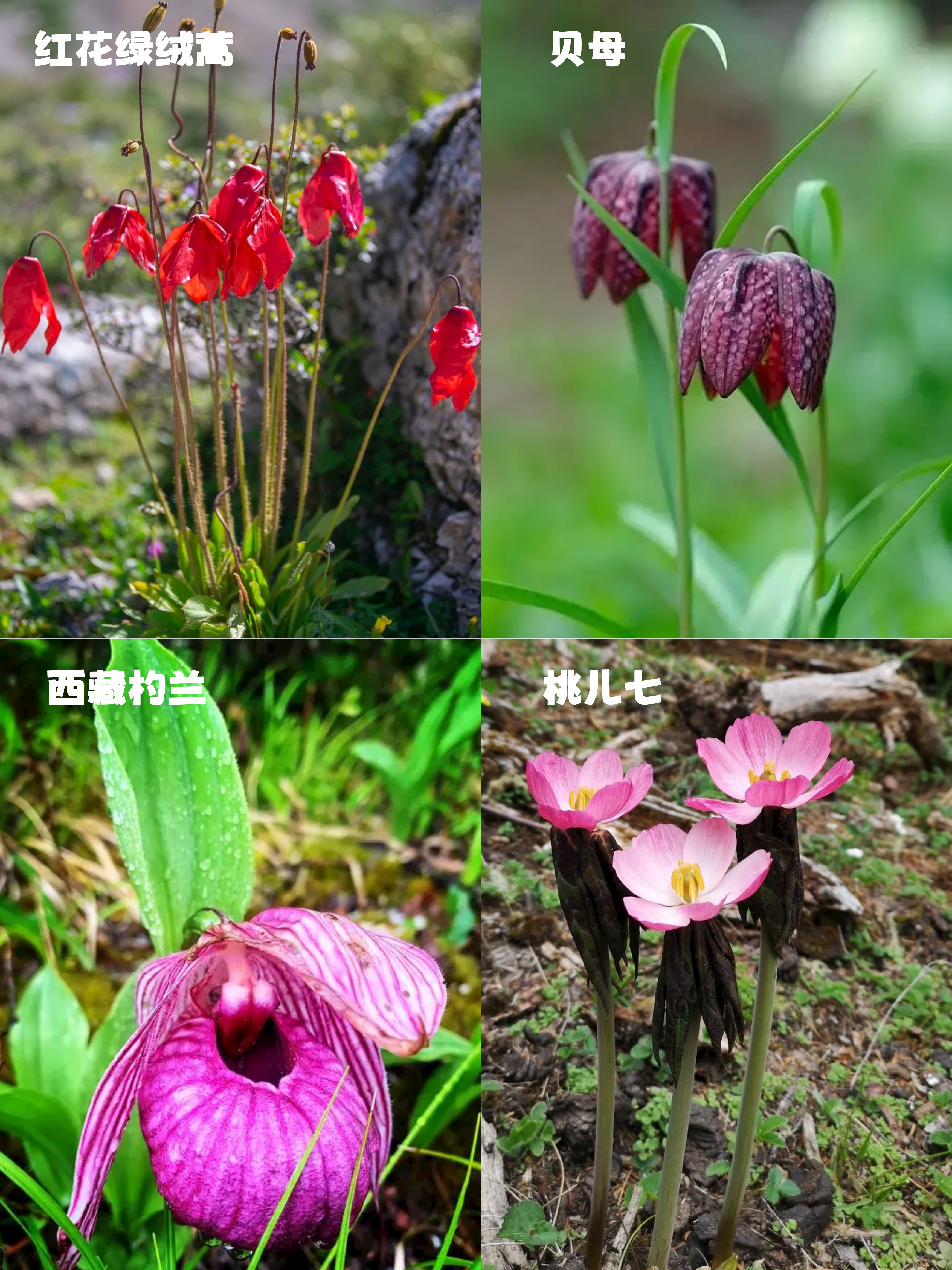 不输俄木塘,私藏川西草原花海,免费且小众