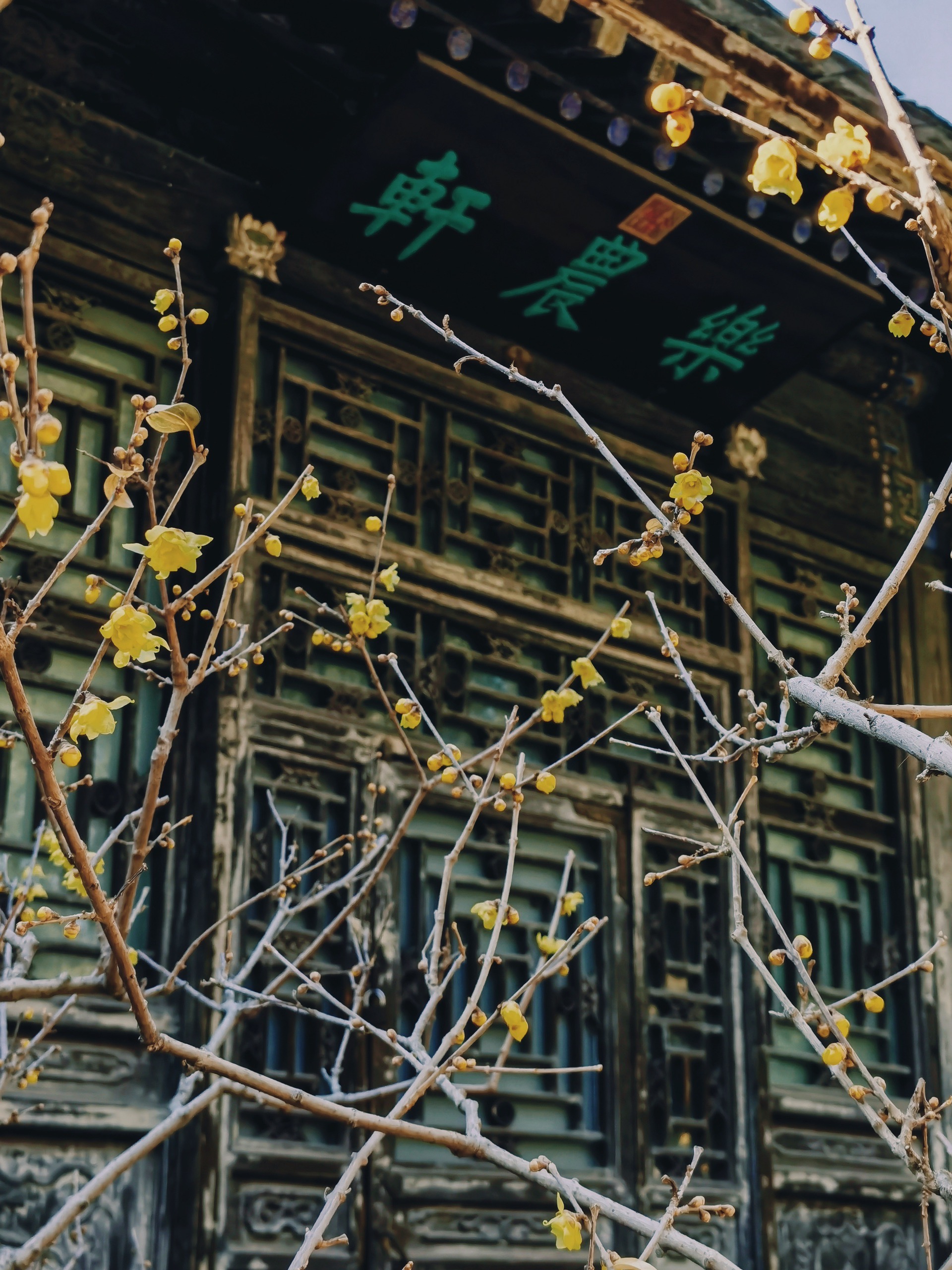 颐和园乐农轩蜡梅正值最佳观赏期 错过又要等一年