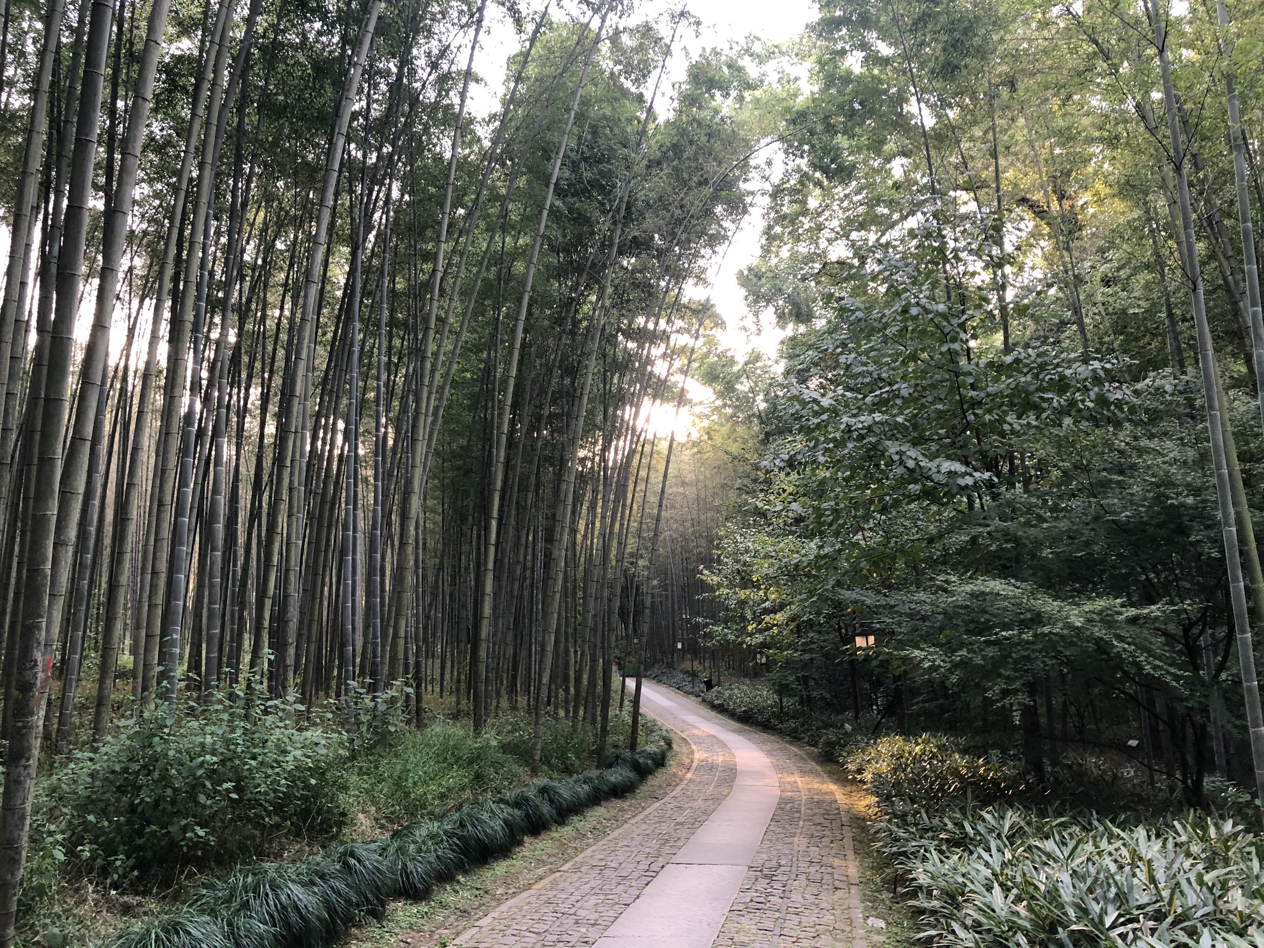 苏杭六日游(苏杭6日游最佳路线)