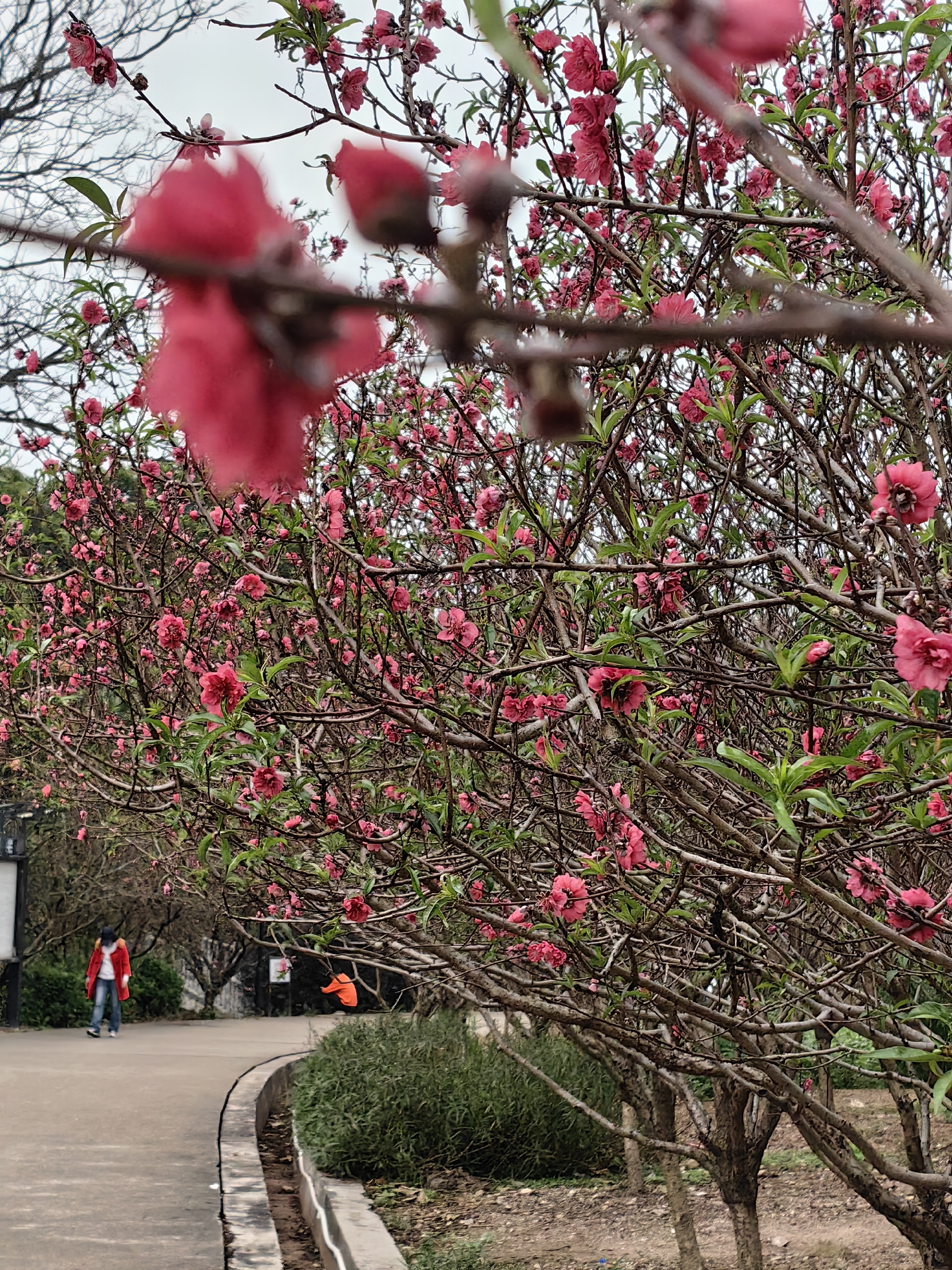 广州石马桃花公园图片