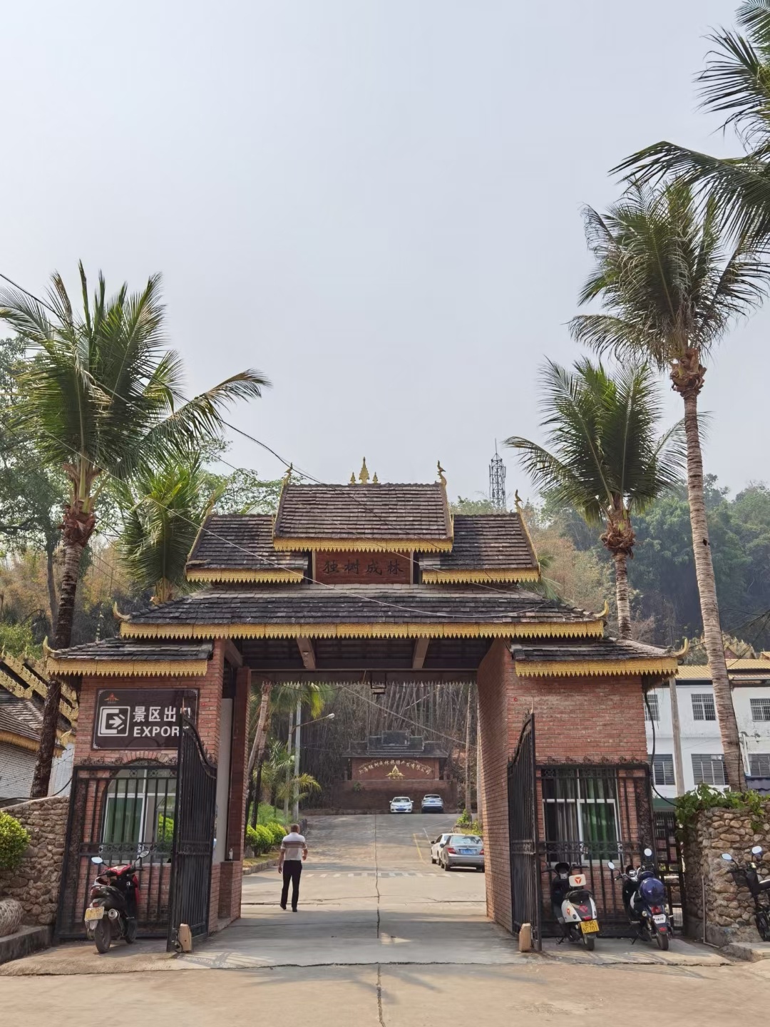 中缅边界打洛独树成林