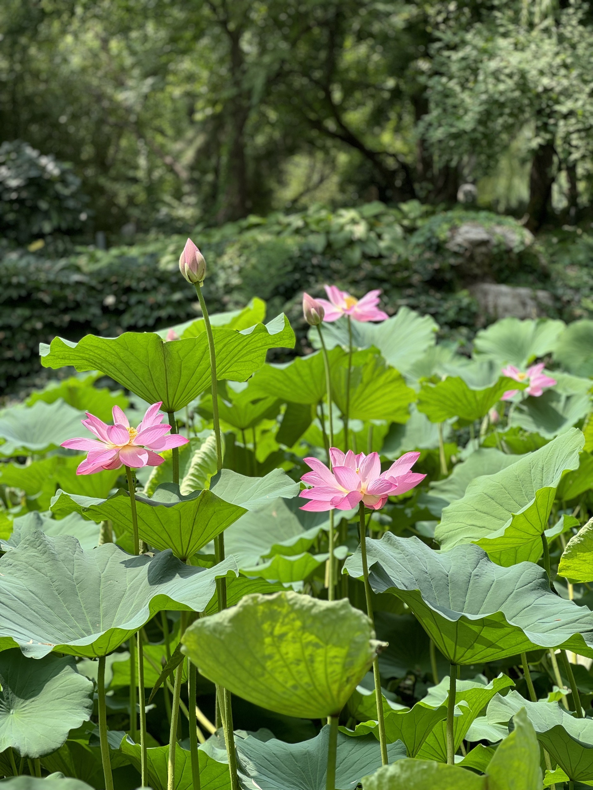 大观园的荷花开啦‼️速来