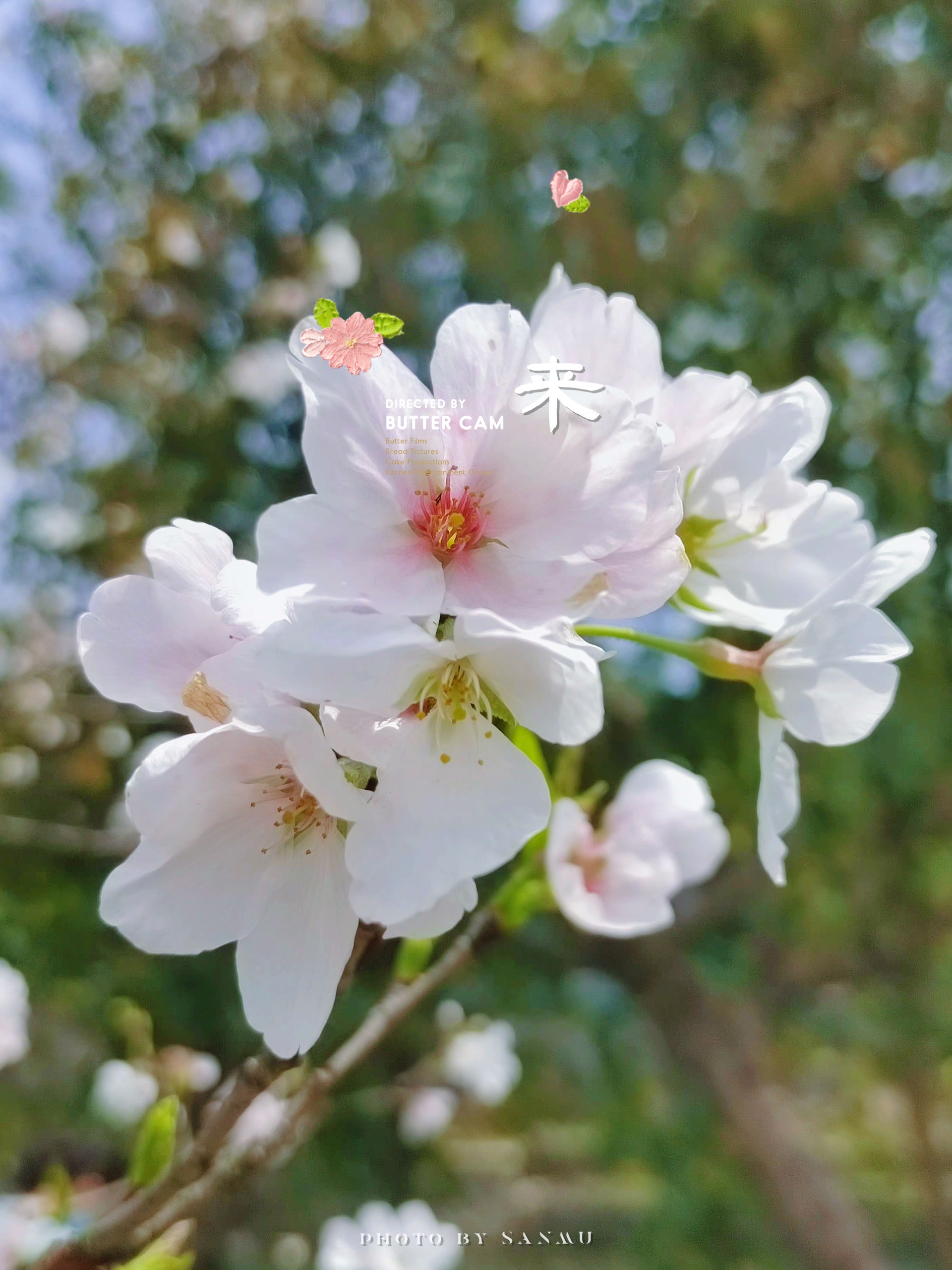 樱花小镇长丰义井图片