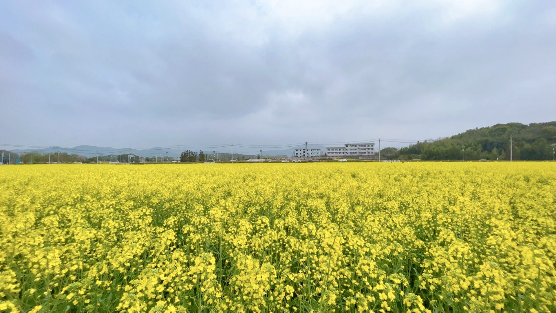 东梓关油菜花图片