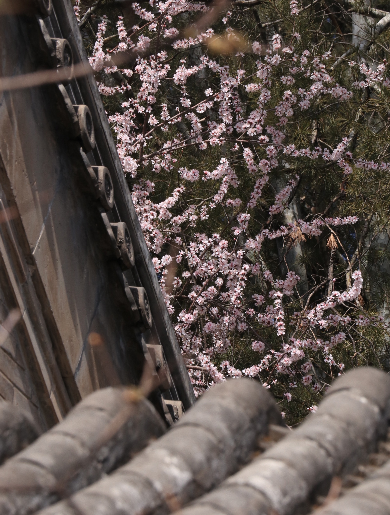 北海公园永安寺梅花图片