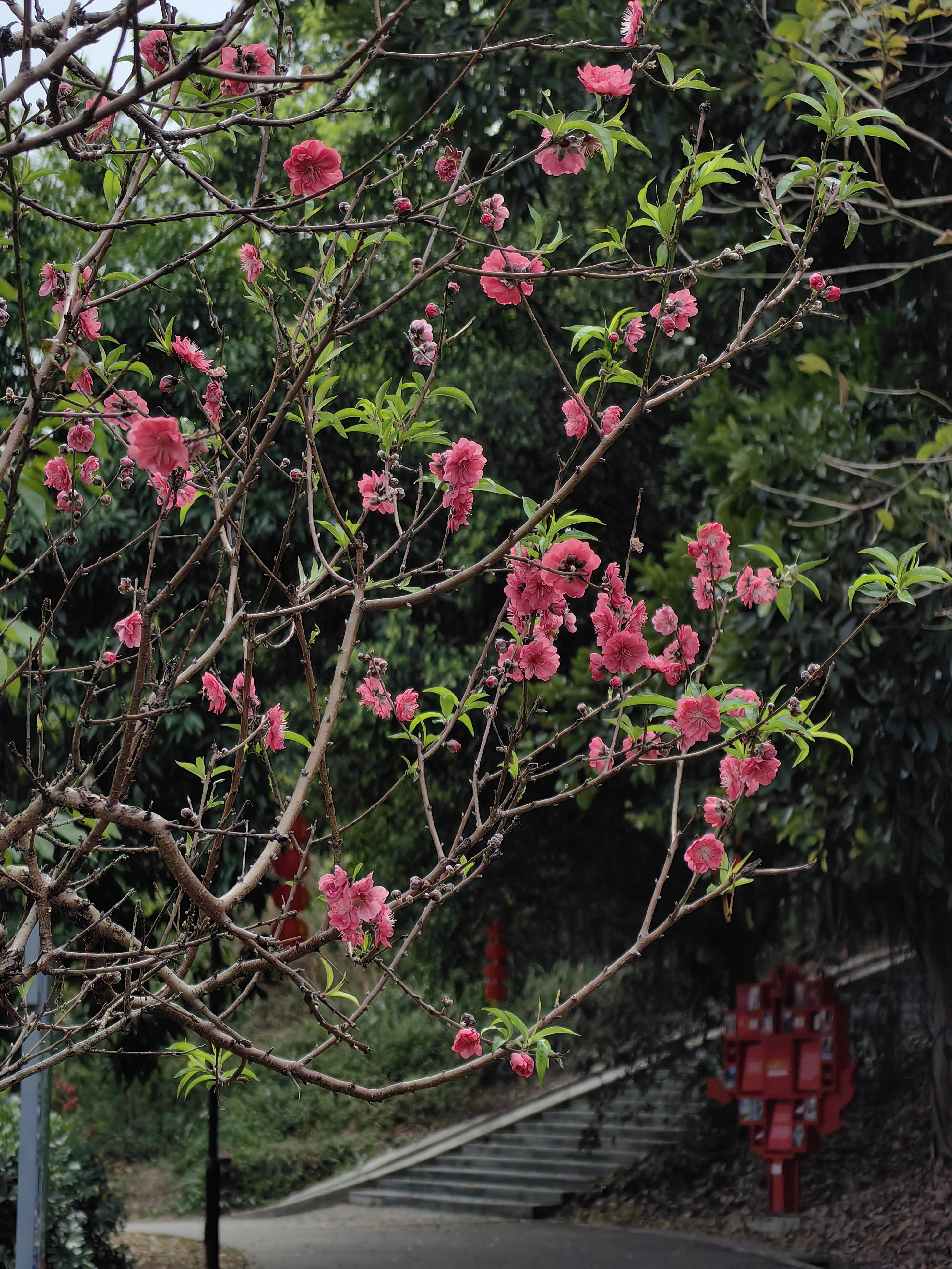 广州石马桃花公园图片