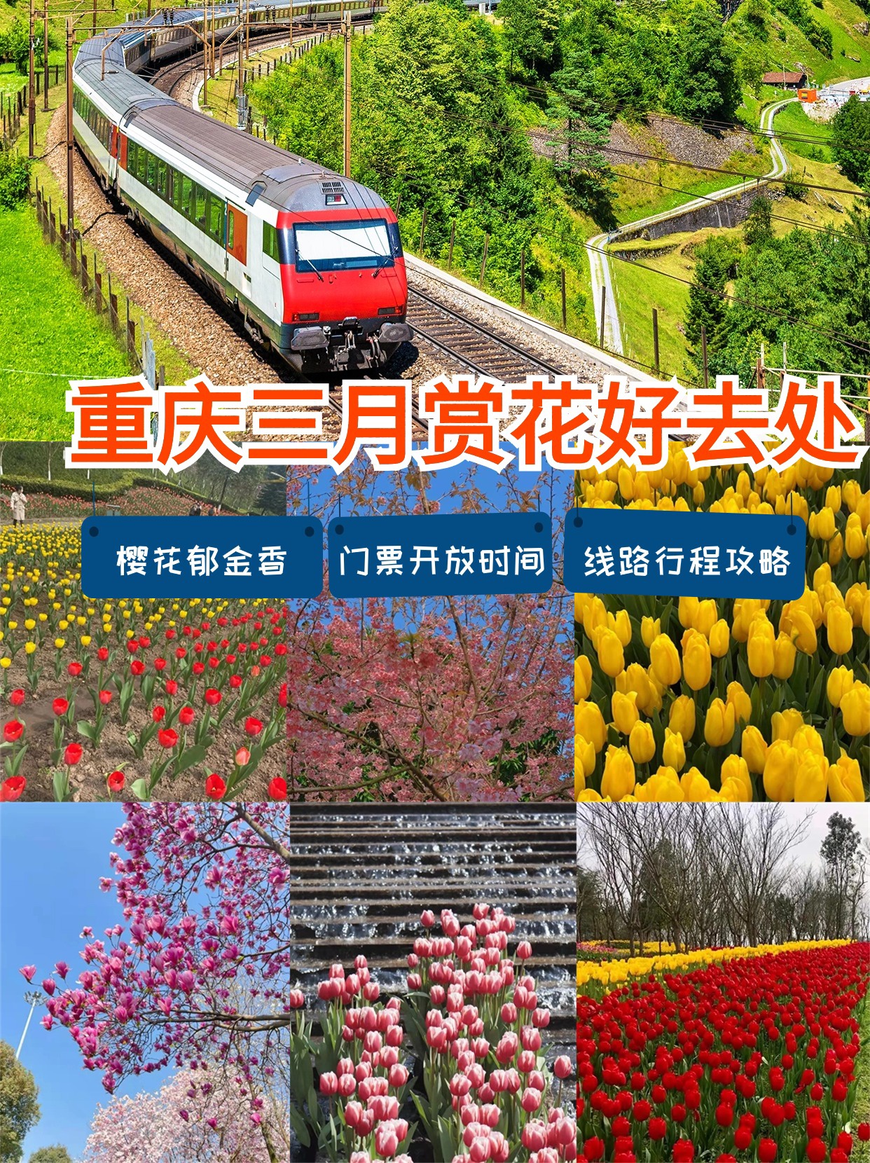 重庆三月赏花好去处,超级出片,这7个热门地