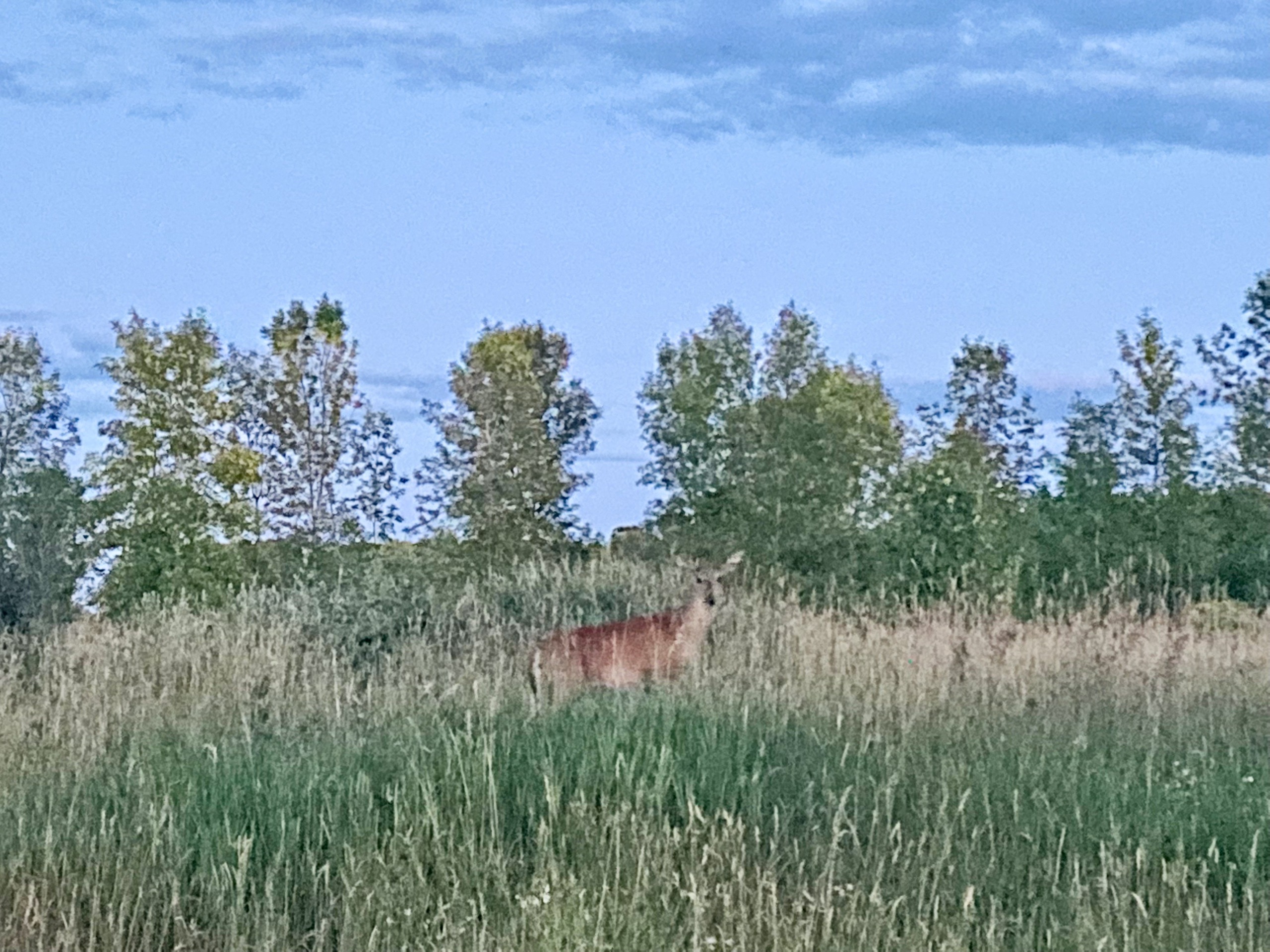 Booh-Bah-Lou Candy Corner Booh-Bah-Lou Candy Corner
