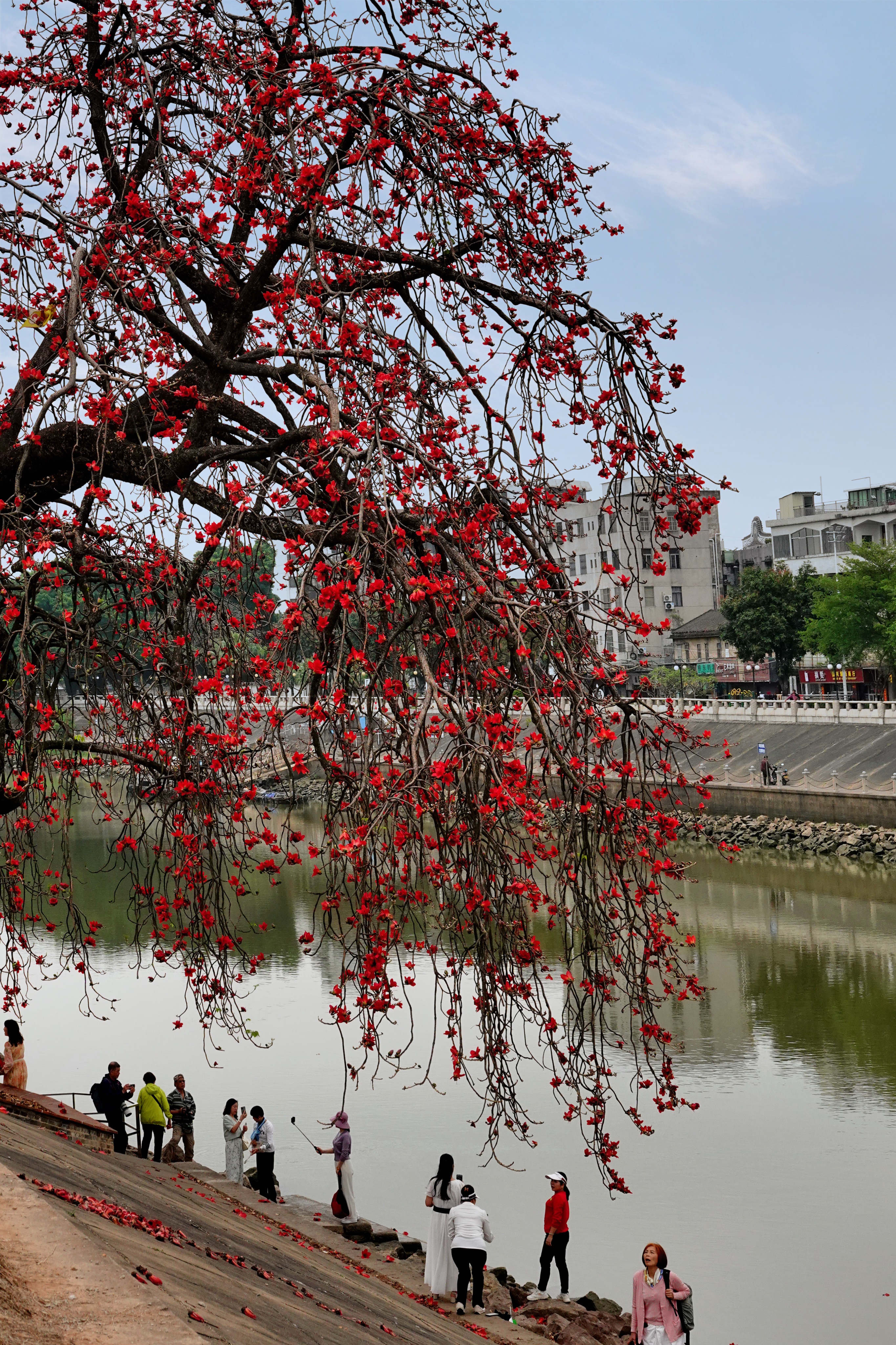 顺德市市花图片