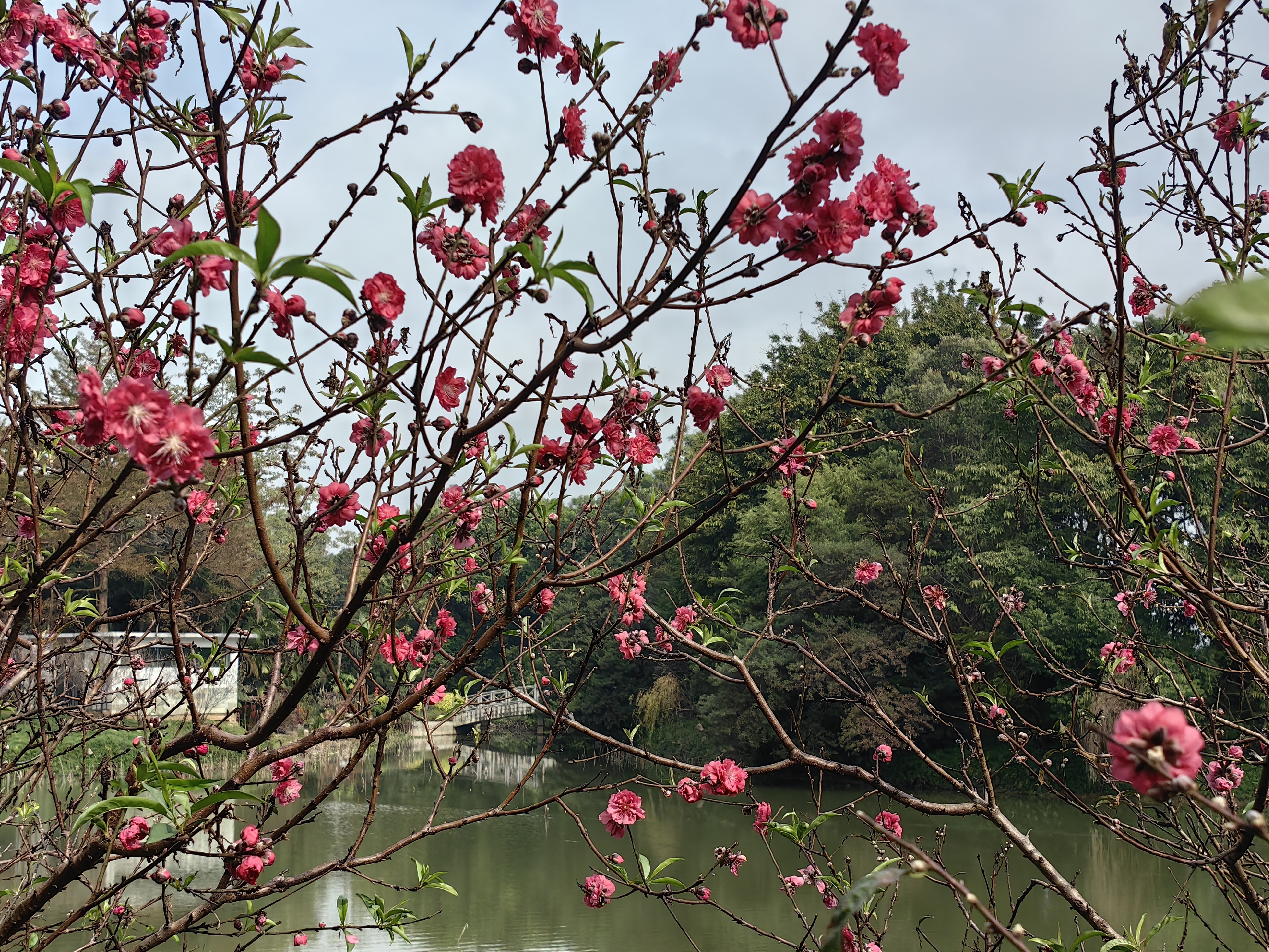 广州石马桃花公园图片