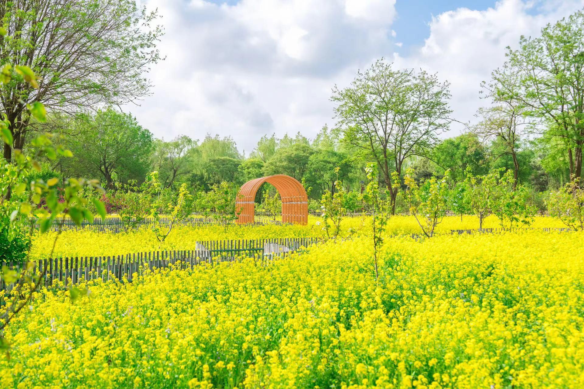 京城梨园赏油菜花